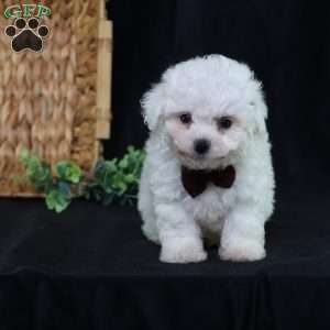 Nicky (Tiny), Bichon Frise Puppy